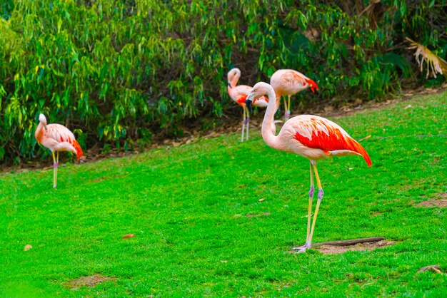 Close-up do belo grupo flamingo em pé na grama do parque