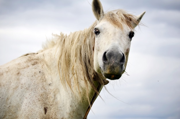 Close-up do cavalo branco