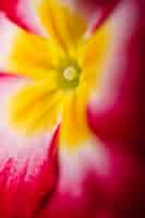 Foto grátis close-up do centro da flor