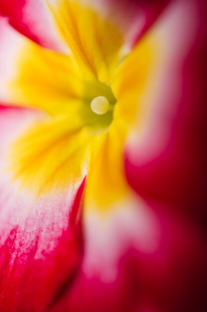 Close-up do centro da flor