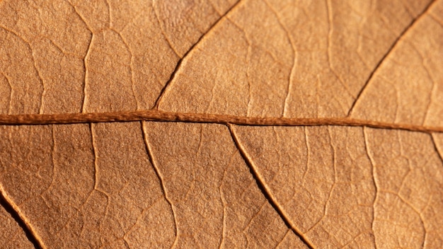 Close-up do fundo orgânico da folha velha