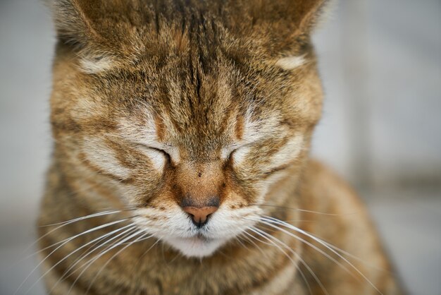 Close-up do gato adorável com os olhos fechados