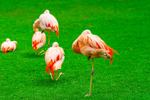 Close up do grupo flamingo lindo na grama do parque