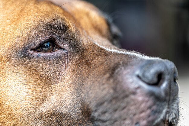 Close-up do nariz de um cachorro, parte de um retrato de um labrador retriever.