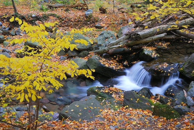 Close up do riacho de outono com árvores de bordo amarelas e folhagem em rochas na floresta com galhos de árvores.