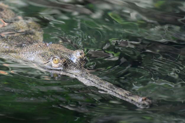 Close-up do rosto de um crocodilo gavial em um rio