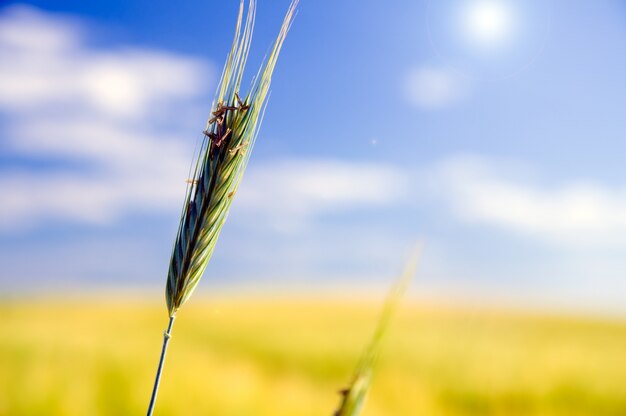 Close-up do trigo com fundo borrado
