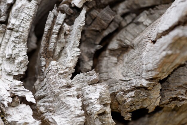 Close up do tronco da árvore morta