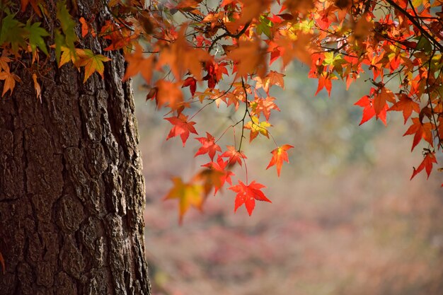 Close-up do tronco de árvore com folhas em cores quentes