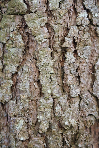 Close-up do tronco de um pinheiro