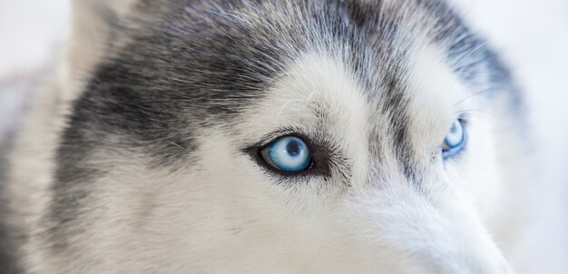 Close-up dos olhos de um husky