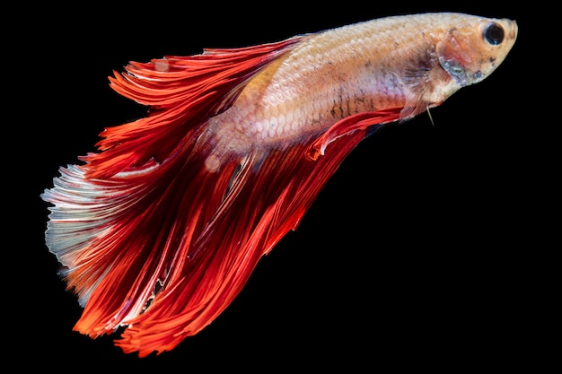 Close-up dumbo betta splendens peixes de combate