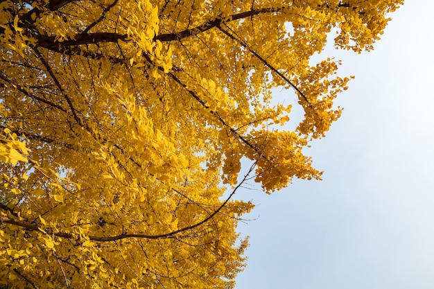 Close-up em árvores de ginkgo dourado no outono