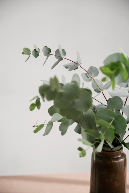 Foto grátis close-up em planta de eucalipto