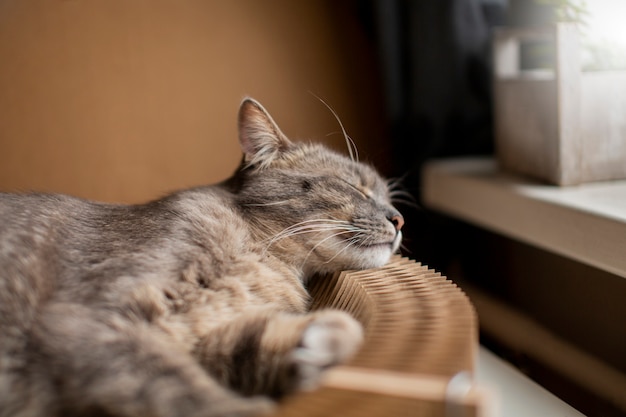 Close-up em um lindo gato sonolento