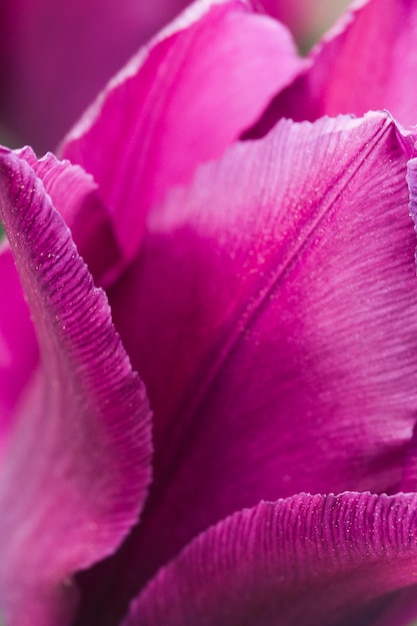 Close-up extremo de uma flor de tulipa rosa