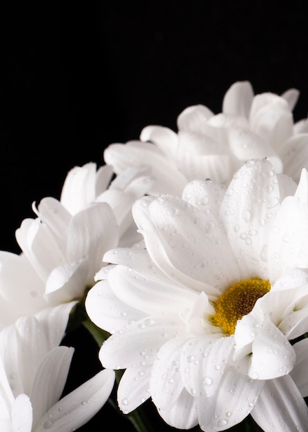 Foto grátis close-up florescendo flores da primavera