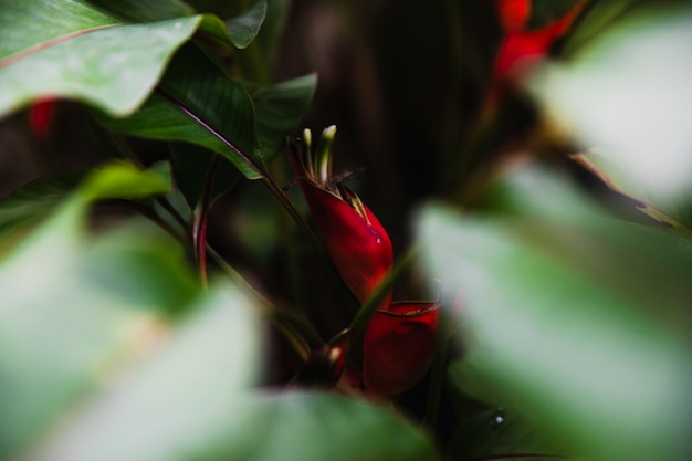 Close-up, florescendo, planta