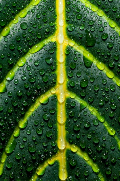 Foto grátis close-up, folha, água, gotas