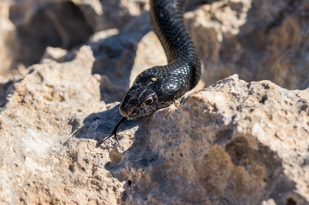 Close-up foto da cabeça de uma cobra chicote negra adulta, hierophis viridiflavus, em malta