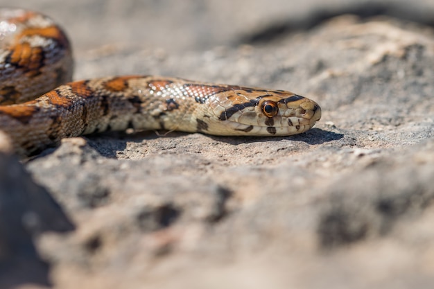 Close-up foto da cabeça de uma cobra leopardo adulta