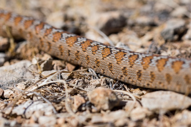 Close-up foto das escamas de uma cobra leopardo adulta ou ratsnake europeu, zamenis situla, em malta