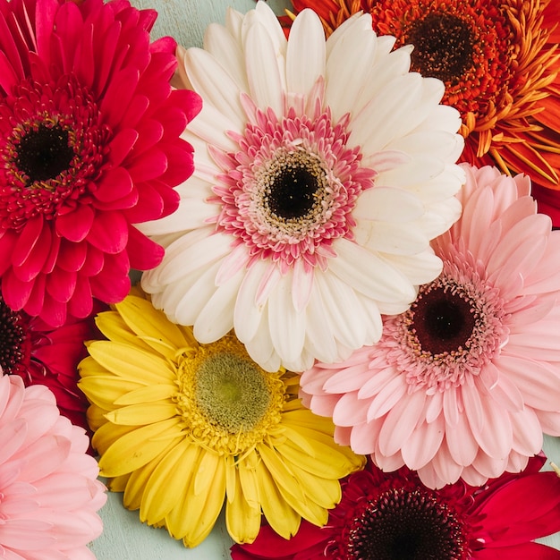 Close-up gerberas brilhantes