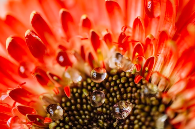 Close-up gotas de água no centro da flor