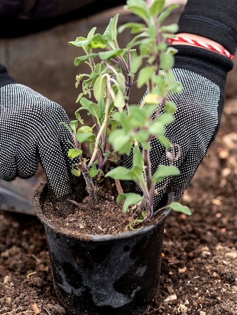 Close up homem plantando