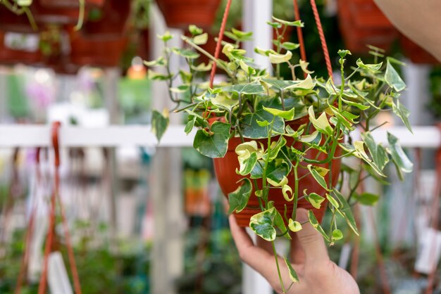 Close-up, homem, segurando, casa, planta