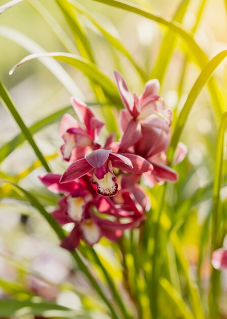 Close-up linda flor em estufa