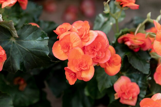 Close-up lindas flores de laranja