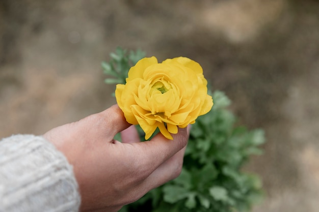 Close-up mão segurando flor amarela