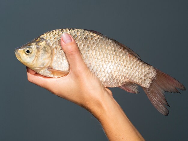 Close-up mão segurando peixe cru