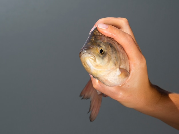 Foto grátis close-up mão segurando peixe fresco