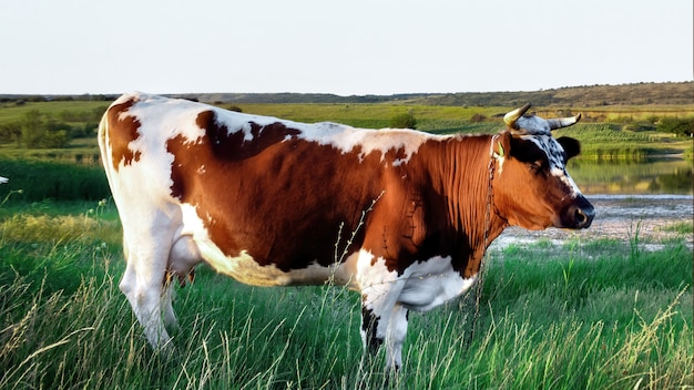 Close-up na vaca ficando na grama