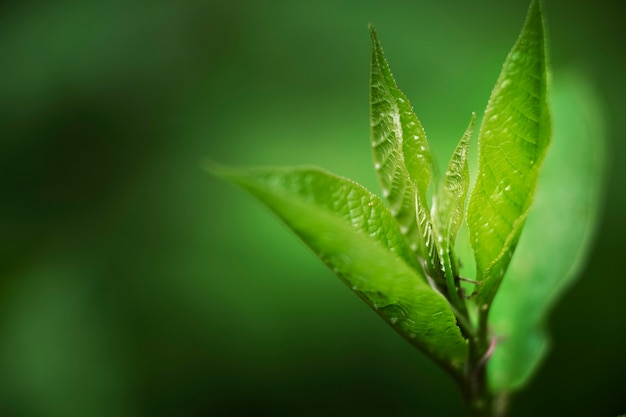 Close-up nas folhas verdes na natureza