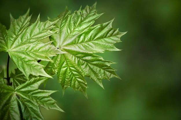 Close-up nas folhas verdes na natureza