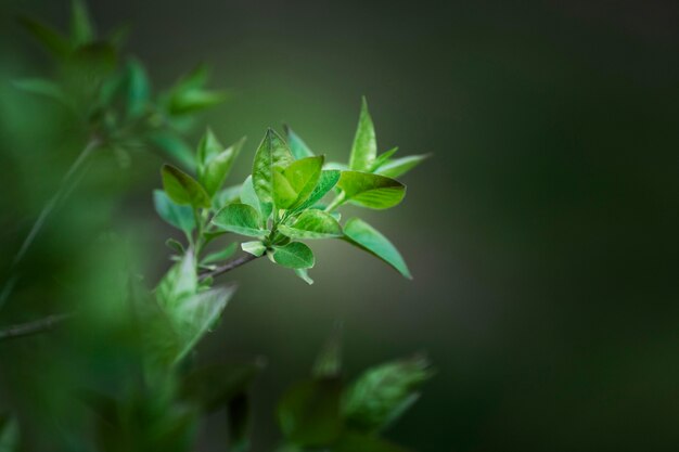 Close-up nas folhas verdes na natureza