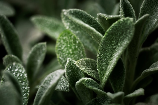 Close-up nas folhas verdes na natureza