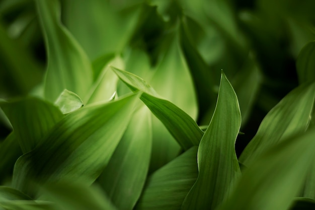 Close-up nas folhas verdes na natureza