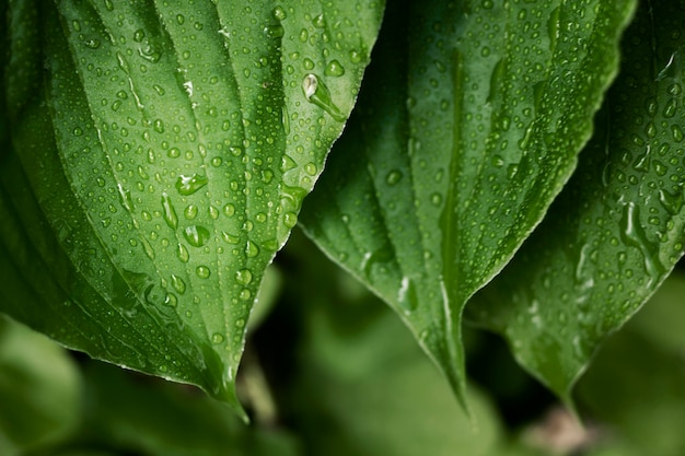 Close-up nas folhas verdes na natureza