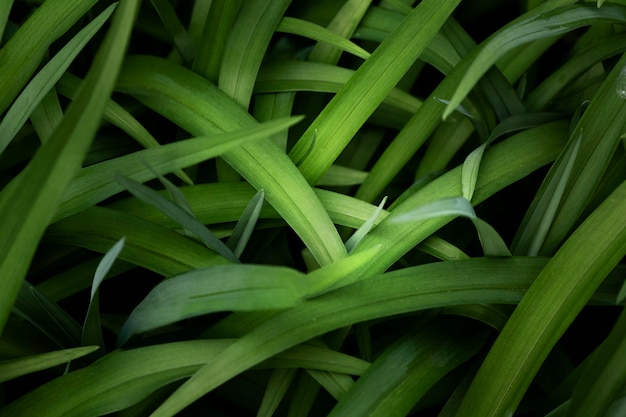 Close-up nas folhas verdes na natureza