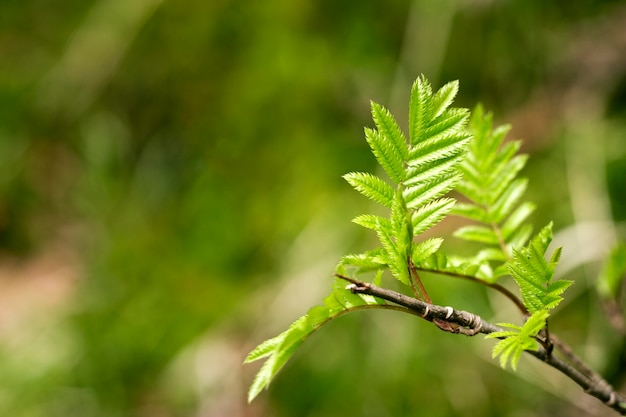 Close-up nas folhas verdes na natureza