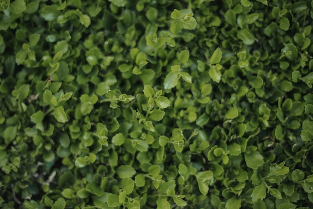 Close-up, natural, textura