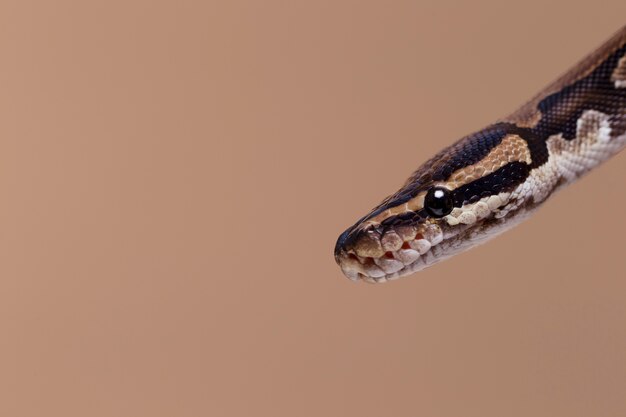 Close-up no animal de estimação cobra