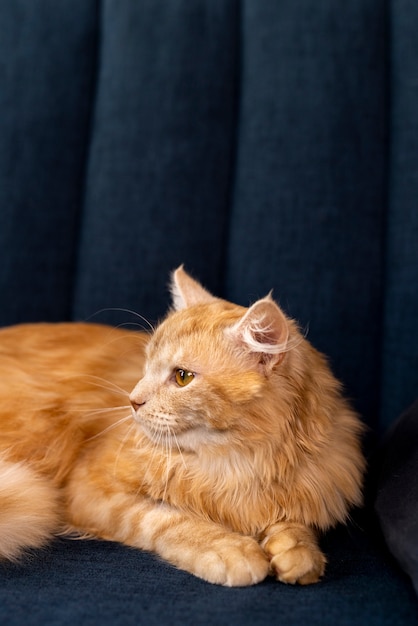 Foto grátis close-up no lindo gato de estimação