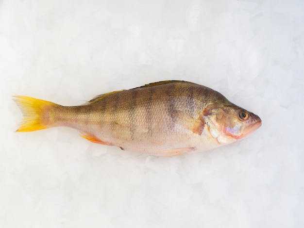 Foto grátis close-up peixe fresco deitado em cubos de gelo