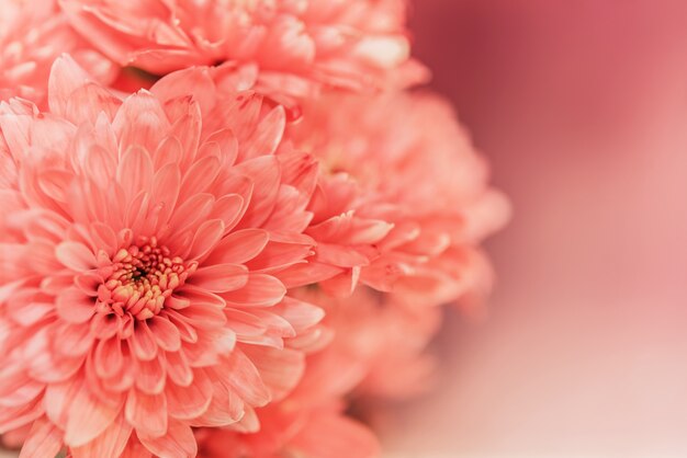 Close up pink flor