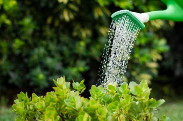 Close up regando plantas